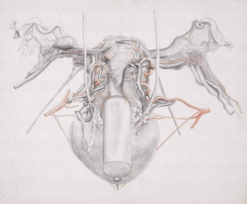 Cirkulationssystem